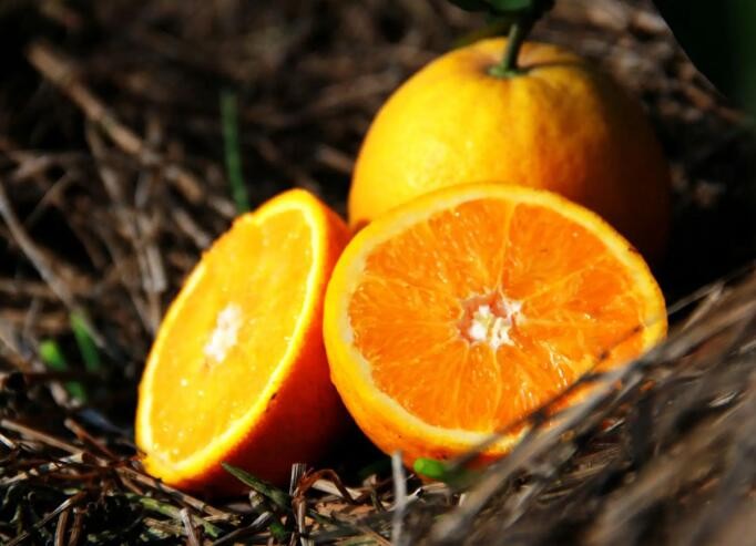 脐橙种植技术与管理 脐橙溃疡病最佳防治时期 脐橙保花保果的最佳方法